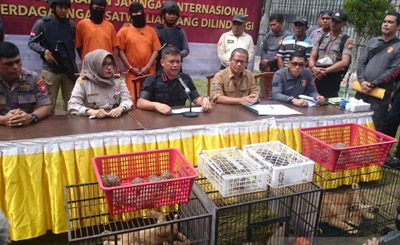 Polda Riau Berhasil Gagalkan Penyelundupan Empat Bayi Singa Afrika